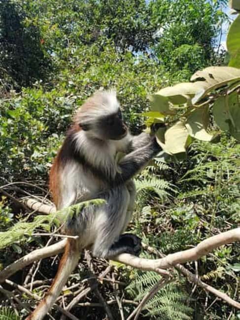ZANZIBAR: Jozani Forest tour,Kuza Cave and Star fish tour - Frequently Asked Questions