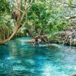 Zanzibar: Jozani Forest Watching Colobus Monkeys Guided Tour - Practical Details and Value