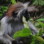 Zanzibar: Jozani forest with Stone town walking tour - Walking Through Stone Town: A Tapestry of History