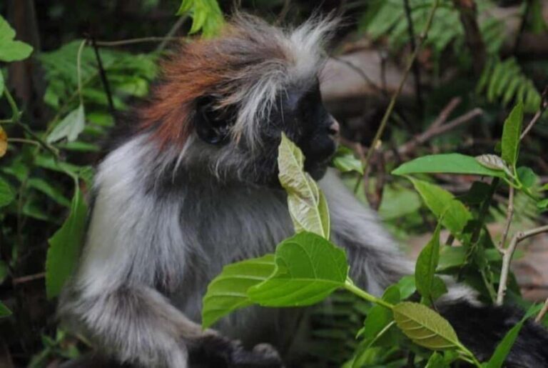 Zanzibar: Jozani forest with Stone town walking tour - Walking Through Stone Town: A Tapestry of History
