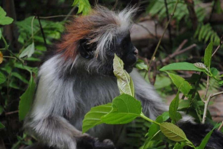 Zanzibar: Jozani forest with Stone town walking tour - Walking Through Stone Town: A Tapestry of History