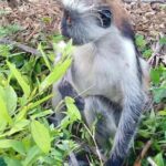 ZANZIBAR: Jozani Forest,Butterfly center and mtende beach - The Sum Up