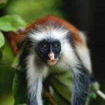 Zanzibar: Jozani Forest,Butterfly center and mtende beach - Value and Practicalities