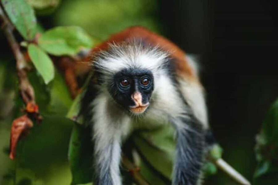 Zanzibar: Jozani Forest,Butterfly center and mtende beach - Value and Practicalities