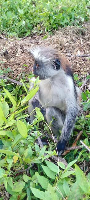 ZANZIBAR: Jozani Forest,Butterfly center and mtende beach - The Sum Up