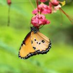 ZANZIBAR :Jozani forest,butterfly center and Paje beach - What to Expect and Practical Details
