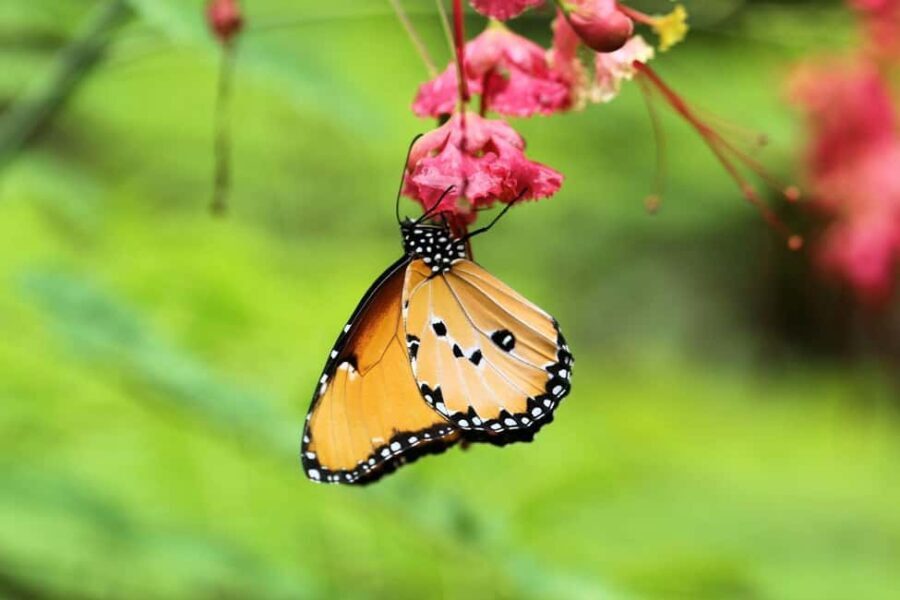 ZANZIBAR :Jozani forest,butterfly center and Paje beach - What to Expect and Practical Details