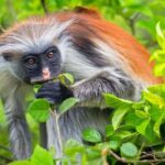 Zanzibar: Jozani Forest,butterfly center & Mtende beach tour - Exploring Jozani Forest: The Endemic Red Colobus