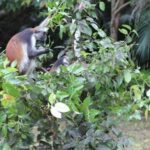 Zanzibar: Jozani National Park & Butterflies Guided Tour - The Fascinating World of Butterflies