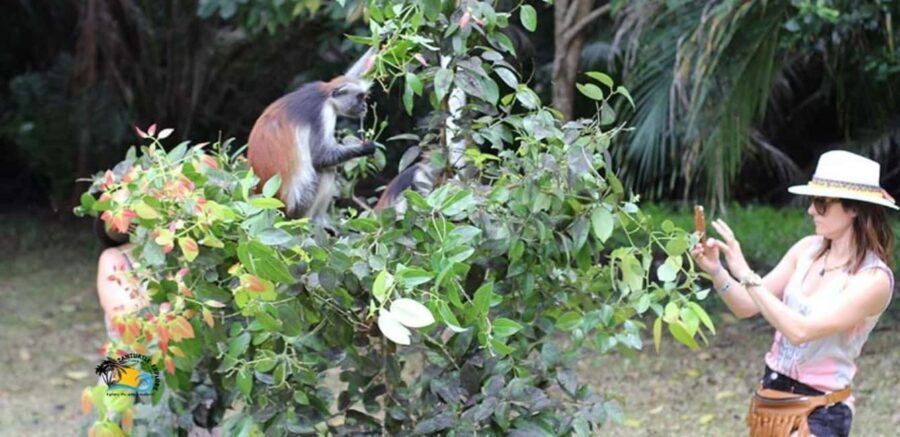 Zanzibar: Jozani National Park & Butterflies Guided Tour - The Fascinating World of Butterflies