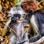 Zanzibar: Jozani nature walk and wildlife tour - Who Will Love This Tour?