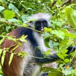 Zanzibar: Jozani Red Colobos Monkey & Salaam Turtle Santuary - What’s Included and What You Should Know
