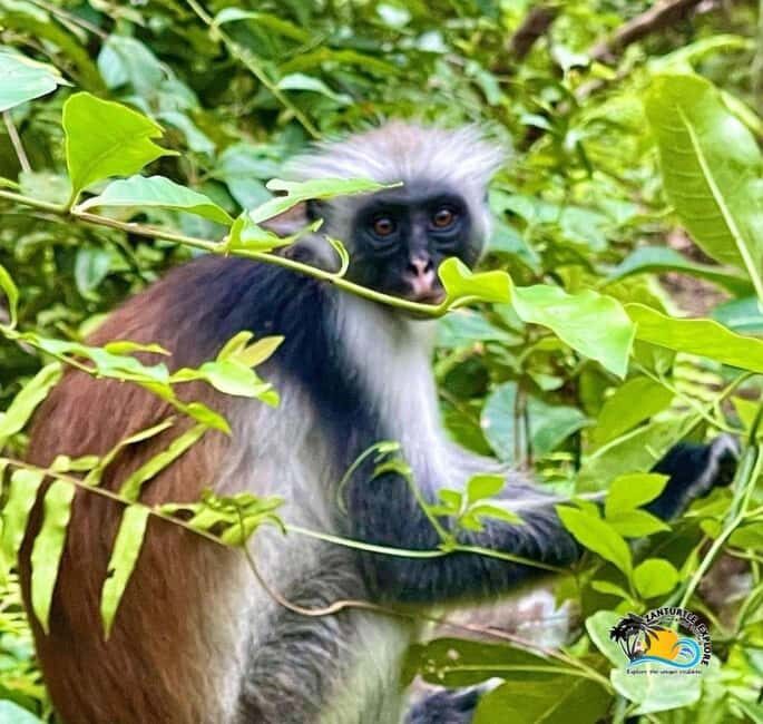 Zanzibar: Jozani Red Colobos Monkey & Salaam Turtle Santuary - What’s Included and What You Should Know