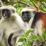 Zanzibar: Kiwengwa Forest and Beach Tour - Discovering Hidden Coral Caves
