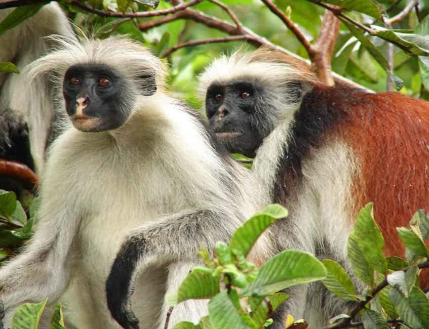 Zanzibar: Kiwengwa Forest and Beach Tour - Discovering Hidden Coral Caves