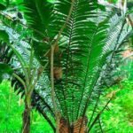 ZANZIBAR : mangroves kayak tour at Uzi island with fruits - Authentic Experience and Guide Expertise