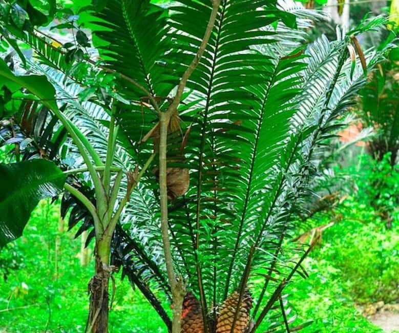 ZANZIBAR : mangroves kayak tour at Uzi island with fruits - Authentic Experience and Guide Expertise