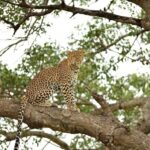 Zanzibar & Mikumi 5-Day Fly-In Safari - Itinerary Breakdown: What to Expect Each Day