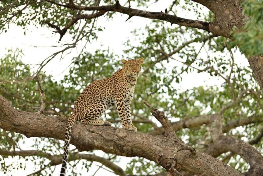 Zanzibar & Mikumi 5-Day Fly-In Safari - Itinerary Breakdown: What to Expect Each Day