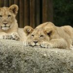 Zanzibar: Mikumi National Park 2-Day Safari with Flights - What Makes Mikumi Unique?