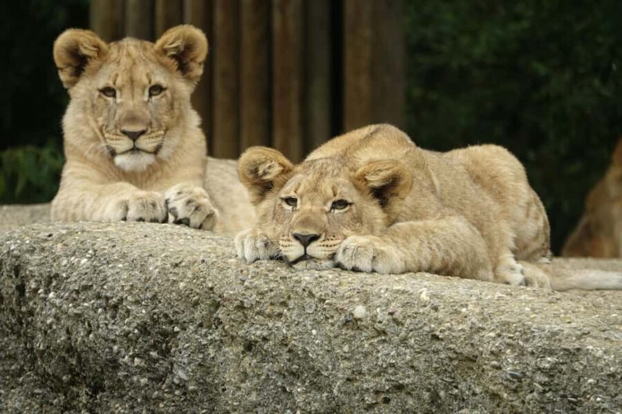 Zanzibar: Mikumi National Park 2-Day Safari with Flights - What Makes Mikumi Unique?