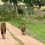Zanzibar: Mikumi National Park Day Trip with Flight - The Flight: A Highlight in Itself