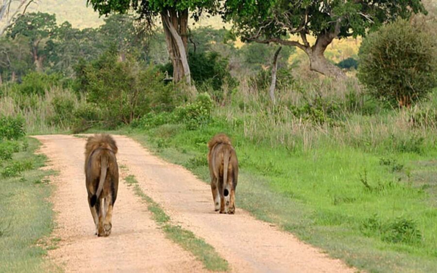Zanzibar: Mikumi National Park Day Trip with Flight - The Flight: A Highlight in Itself