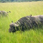 Zanzibar: Mikumi National Park Day Trip with Flights - What’s Included and What’s Not