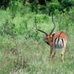 Zanzibar: Mikumi National Park Day Trip with Flights - A Detailed Look at the Experience