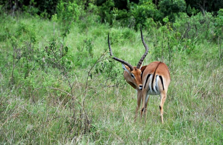 Zanzibar: Mikumi National Park Day Trip with Flights - A Detailed Look at the Experience