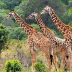 Zanzibar: Mikumi National Park Day Trip with Flights - What Makes This Tour Stand Out?