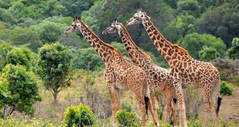 Zanzibar: Mikumi National Park Day Trip with Flights - What Makes This Tour Stand Out?