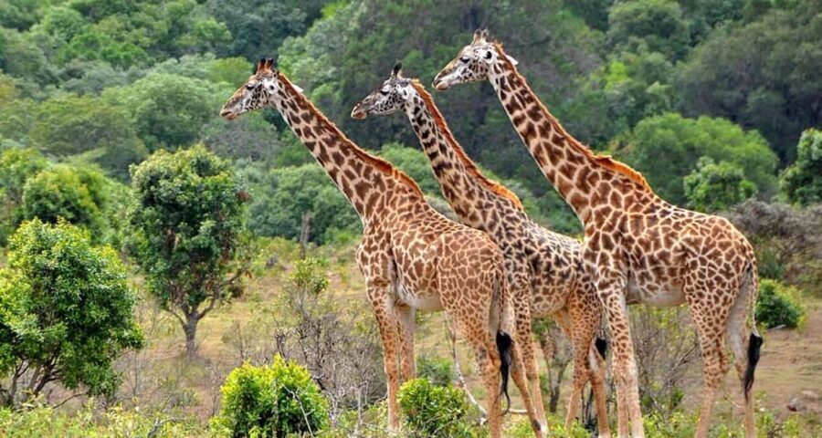 Zanzibar: Mikumi National Park Day Trip with Flights - What Makes This Tour Stand Out?