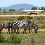 Zanzibar: Mikumi National Park Day Trip with Flights - The Value of the Experience