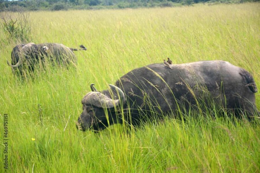 Zanzibar: Mikumi National Park Day Trip with Flights - What’s Included and What’s Not