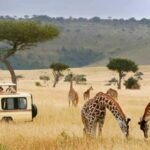 Zanzibar: Mikumi Safari and Udzungwa Waterfall - Detailed Breakdown of the Itinerary