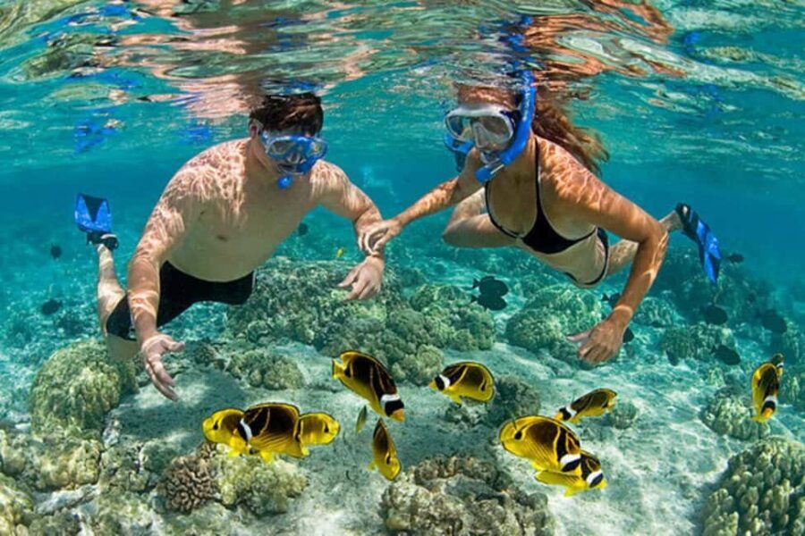 ZANZIBAR: Mnemba: African Maldives Day Tour with Lunch - Swimming with Dolphins: A Magical Encounter