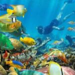 Zanzibar: Mnemba Atoll Dolphin Watching & Snorkeling Tour - What’s Included and What to Consider