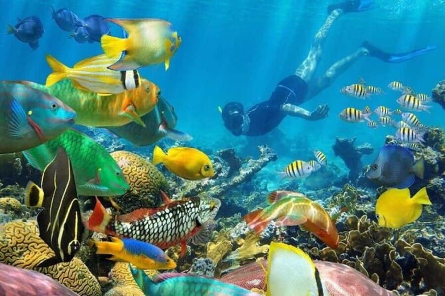 Zanzibar: Mnemba Atoll Dolphin Watching & Snorkeling Tour - What’s Included and What to Consider
