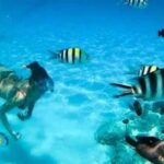 Zanzibar: Mnemba Atoll Dolphins Tour and Sunset Dhow Cruise - Why This Tour Offers Great Value