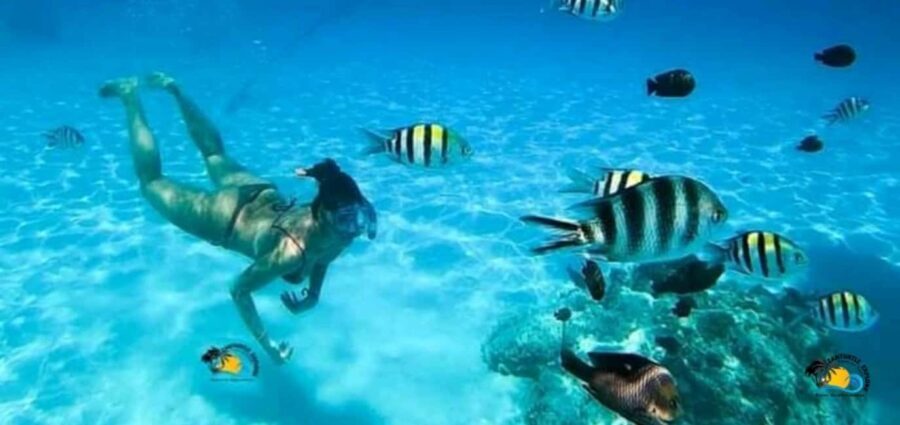 Zanzibar: Mnemba Atoll Dolphins Tour and Sunset Dhow Cruise - Why This Tour Offers Great Value