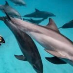 Zanzibar: Mnemba Atoll Swimming & Snorkeling with Dolphins - Practical Details and Tips