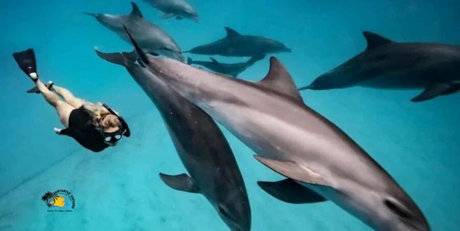 Zanzibar: Mnemba Atoll Swimming & Snorkeling with Dolphins - Practical Details and Tips