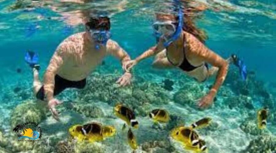 Zanzibar: Mnemba Atoll Trip and Dolphin Snorkel Experience - Detailed Breakdown of the Itinerary
