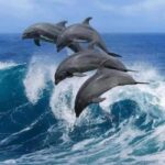 Zanzibar: Mnemba Dolphin Tour & Stone Town Walking Tour - Practical Tips for Making the Most of the Tour