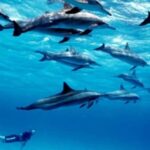 Zanzibar: Mnemba Dolphins and Snorkeling Tour - The Experience: Detailed Breakdown