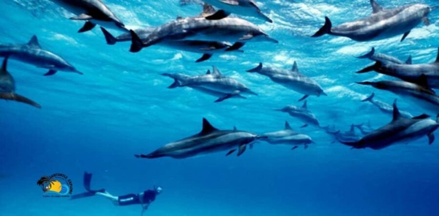 Zanzibar: Mnemba Dolphins and Snorkeling Tour - The Experience: Detailed Breakdown