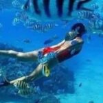 Zanzibar: Mnemba Dolphins & Sunset Dhow Cruise with Lunch - The Sum Up
