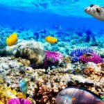 Zanzibar: Mnemba Dolphins Tour and Sunset Dhow Cruise - Starting Point and Duration