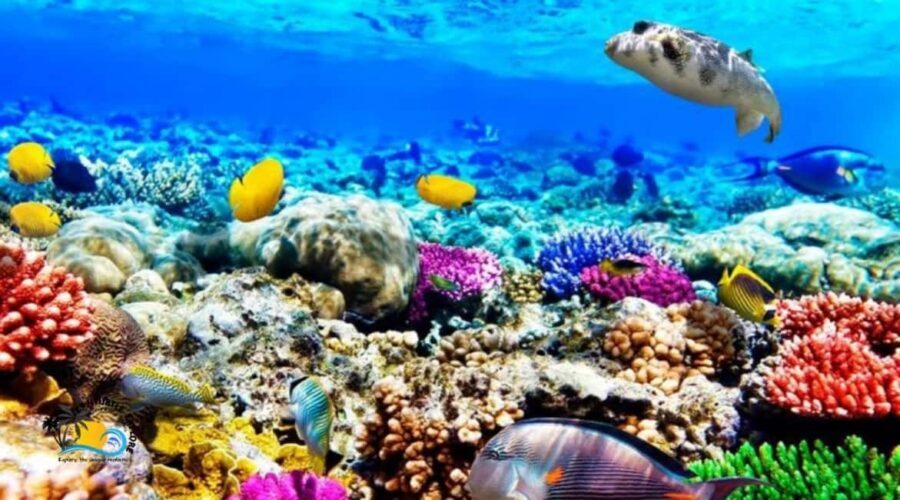 Zanzibar: Mnemba Dolphins Tour and Sunset Dhow Cruise - Starting Point and Duration